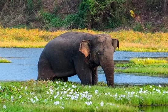 Wildlife Safari