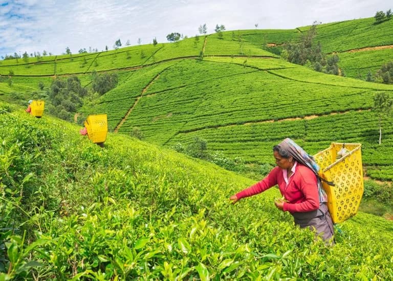 Hill Country & Tea Estates
