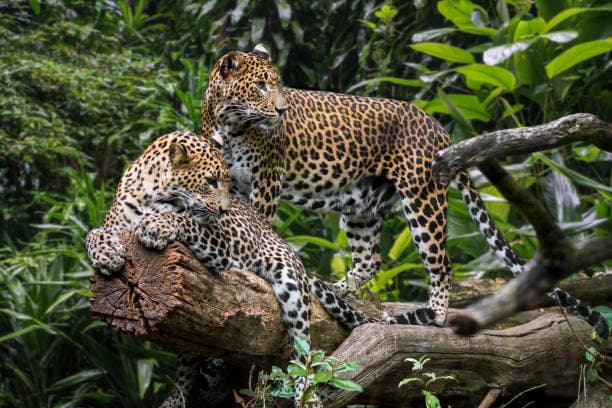 13 Days Sri Lanka Wildlife & Nature Odyssey