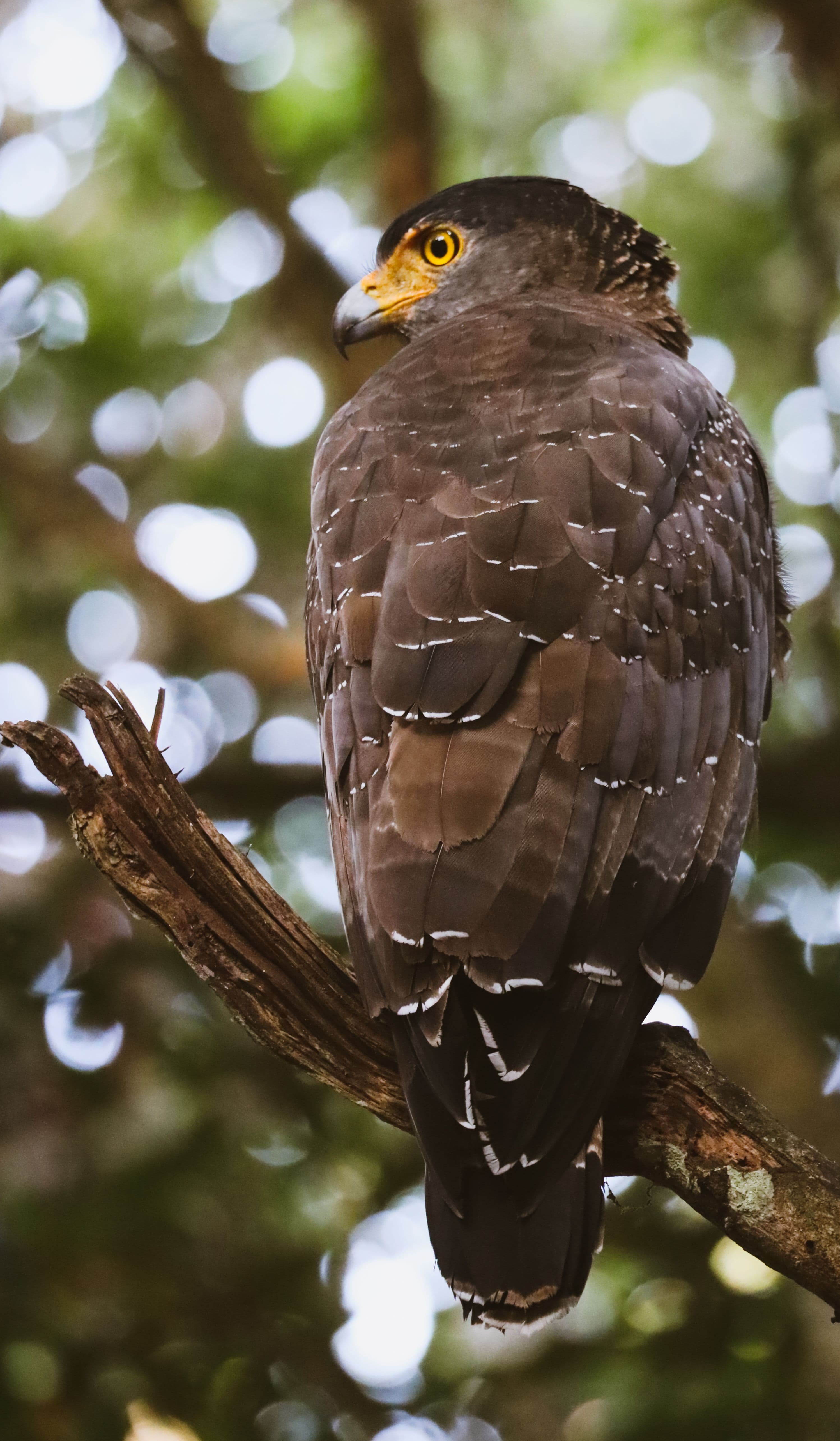 13 Days Sri Lanka Wildlife & Nature Odyssey gallery 2