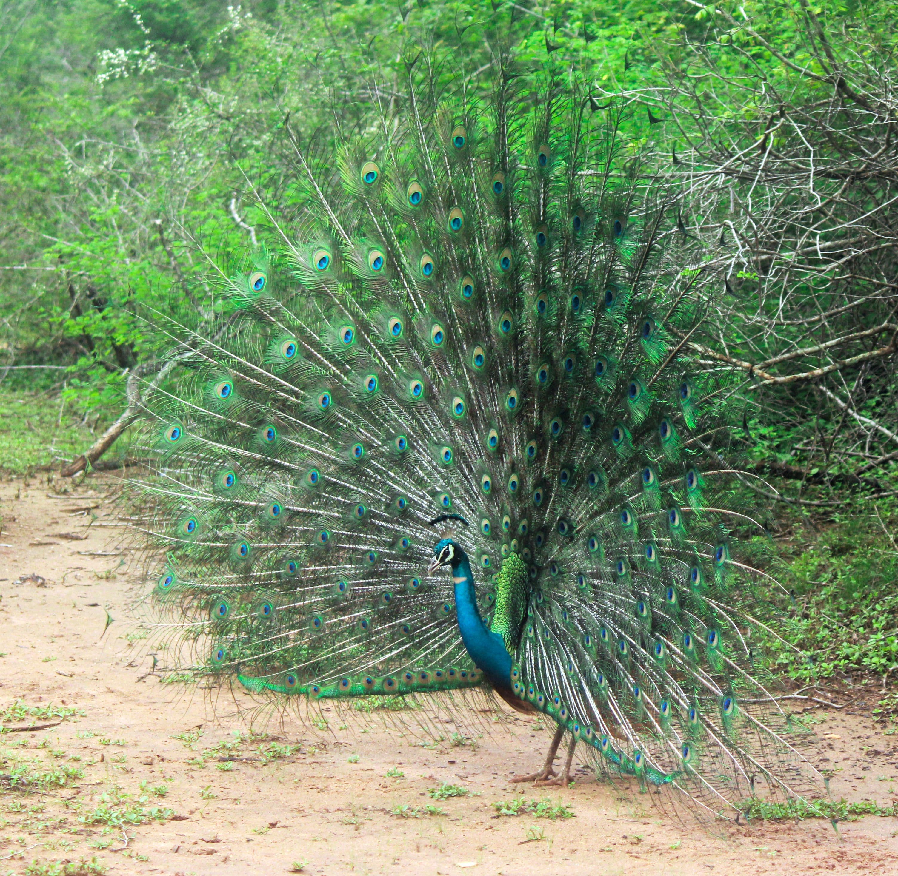 13 Days Sri Lanka Wildlife & Nature Odyssey gallery 4