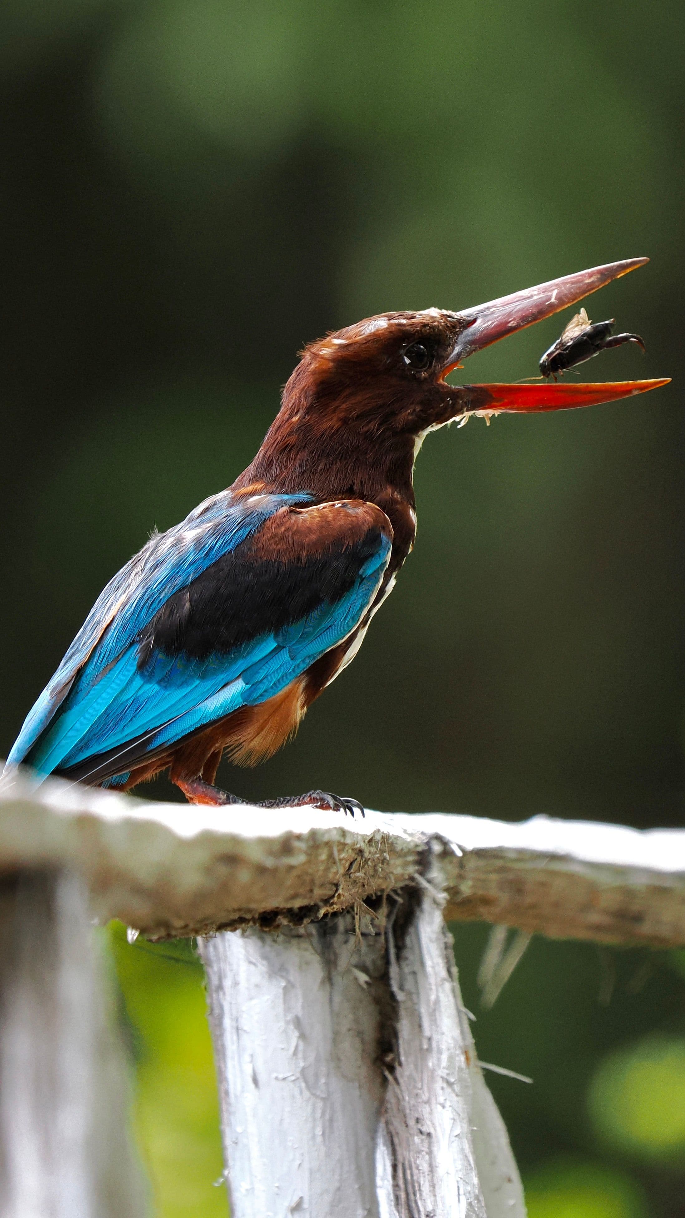 13 Days Sri Lanka Wildlife & Nature Odyssey gallery 5