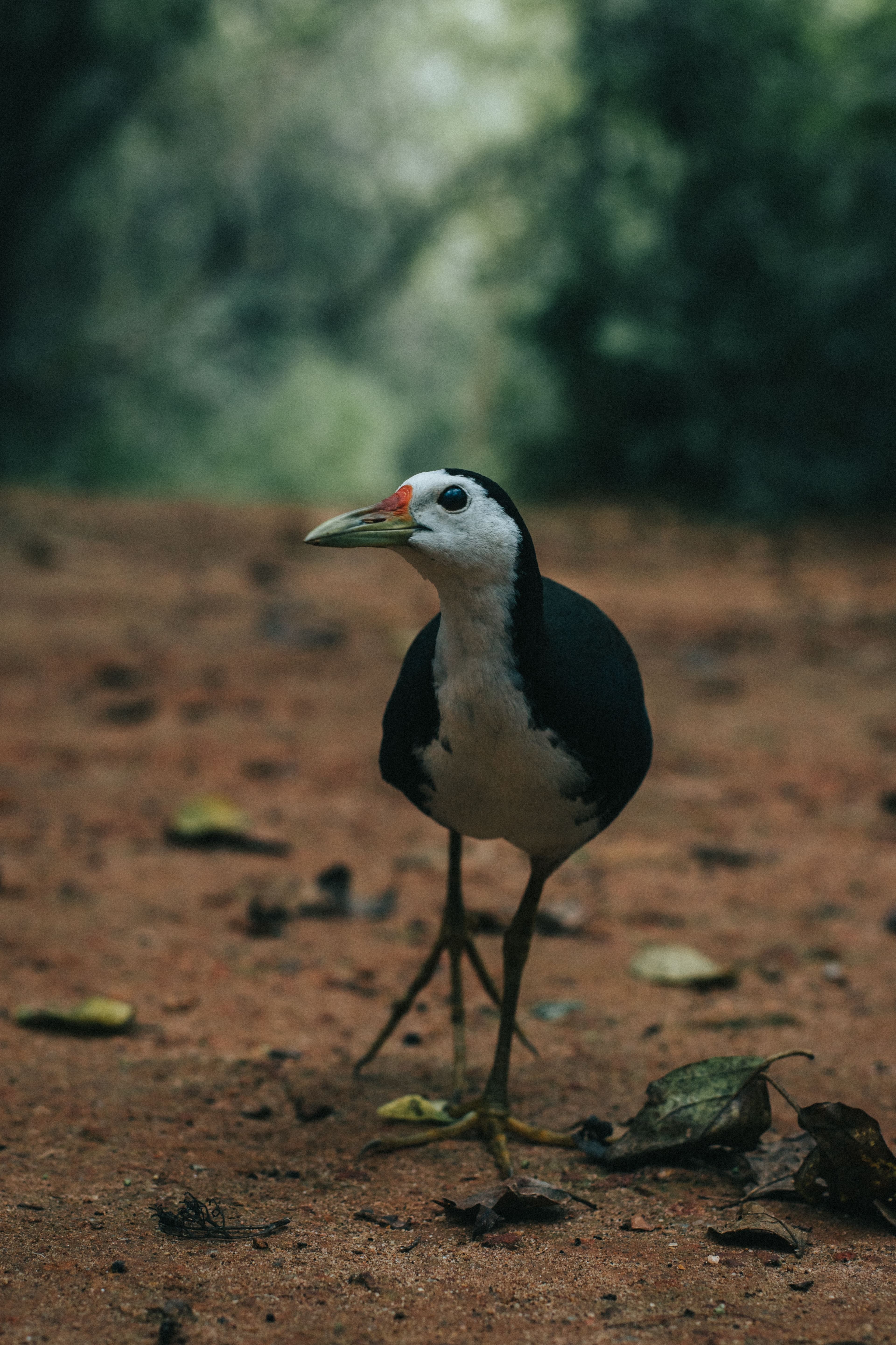 13 Days Sri Lanka Wildlife & Nature Odyssey gallery 6