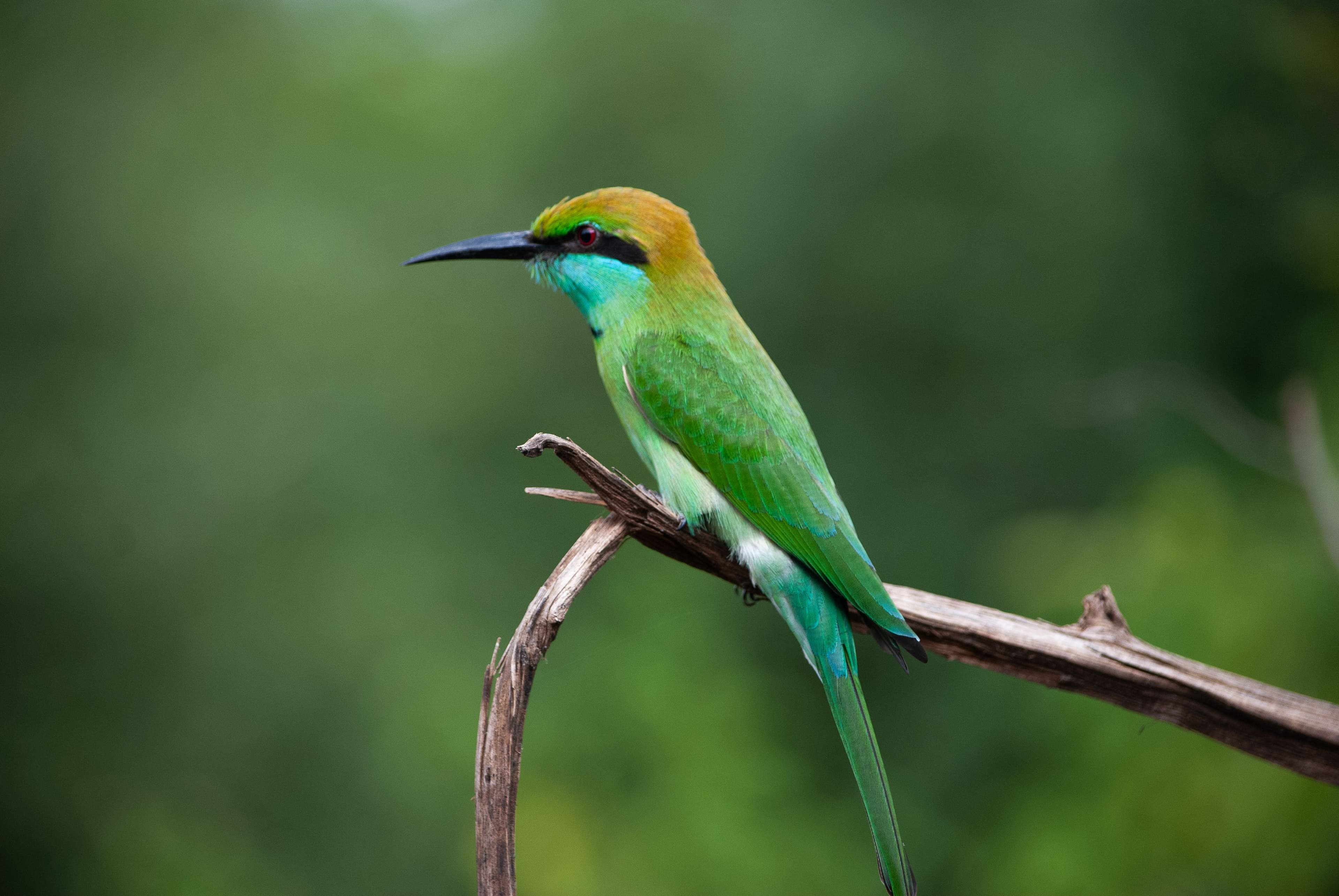 13 Days Sri Lanka Wildlife & Nature Odyssey gallery 7