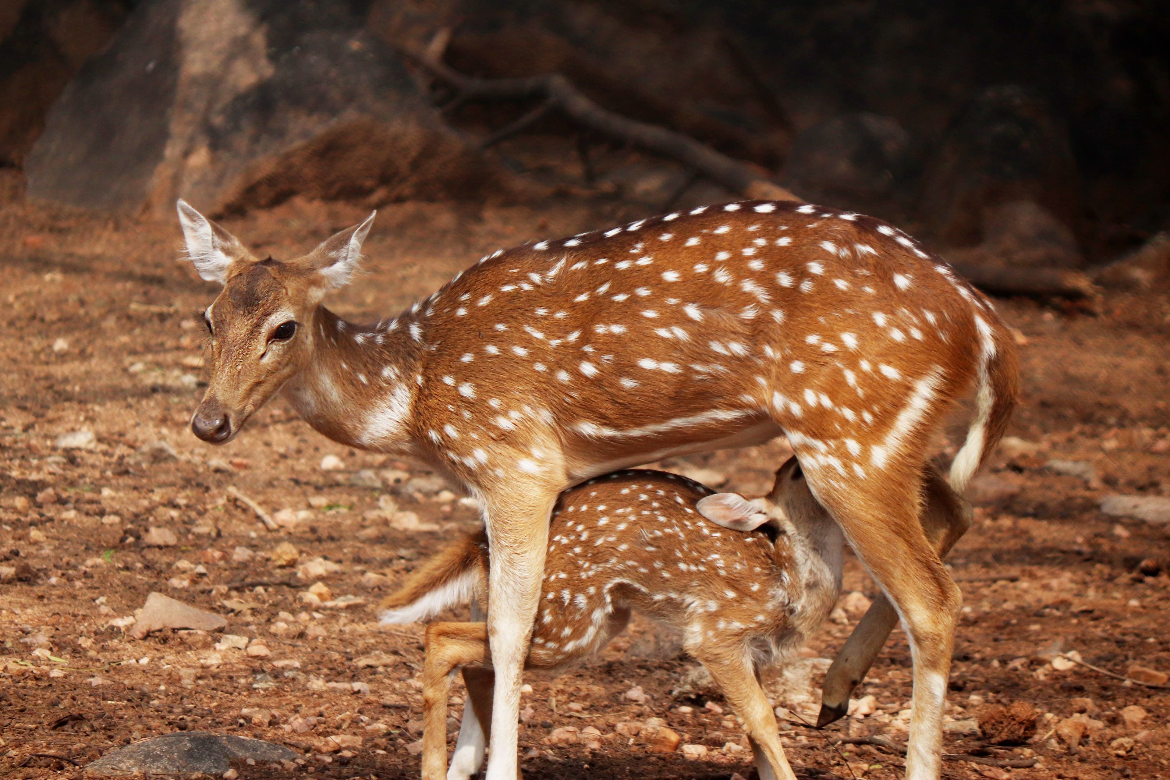 13 Days Sri Lanka Wildlife & Nature Odyssey gallery 8