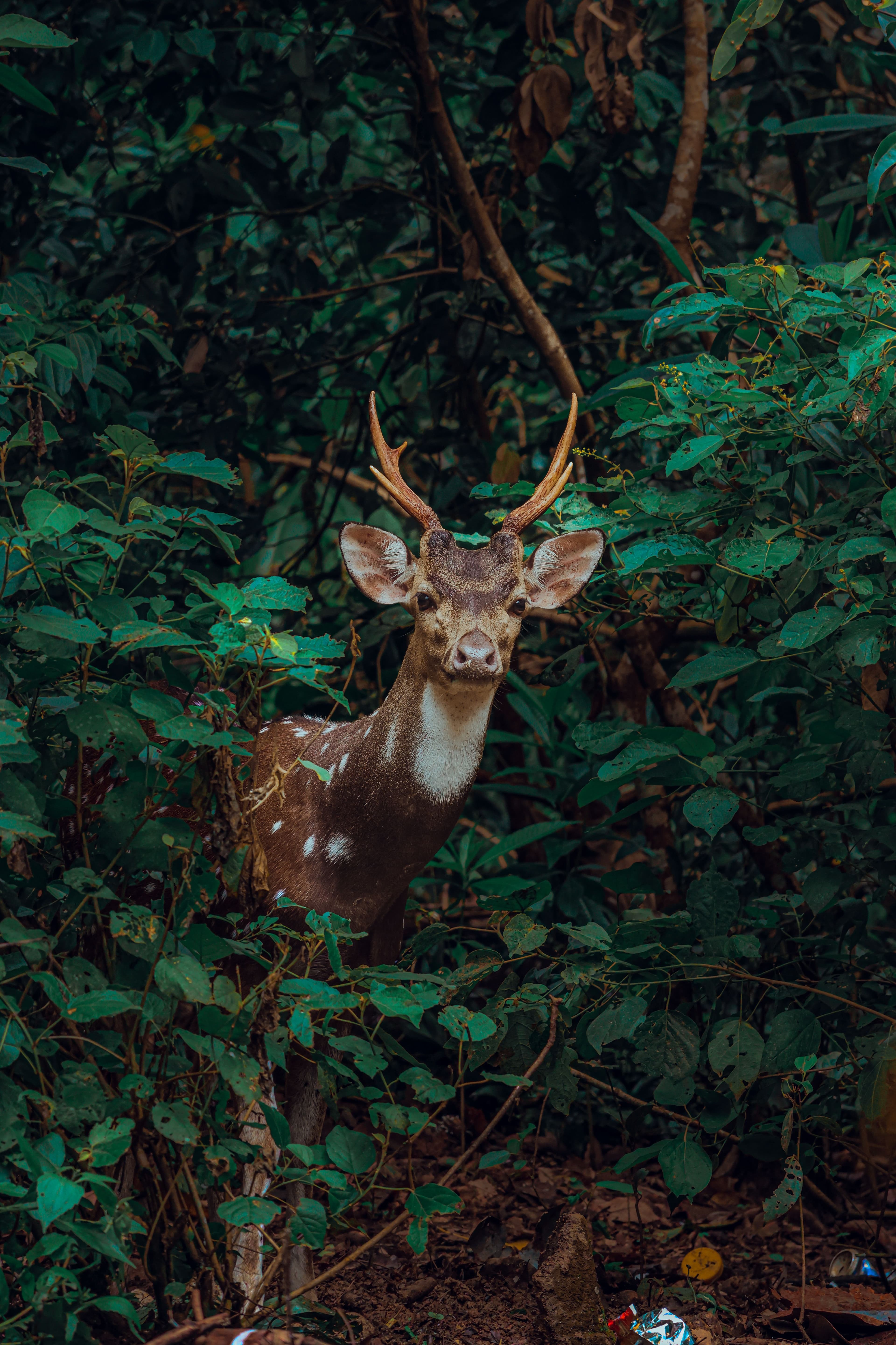 13 Days Sri Lanka Wildlife & Nature Odyssey gallery 9