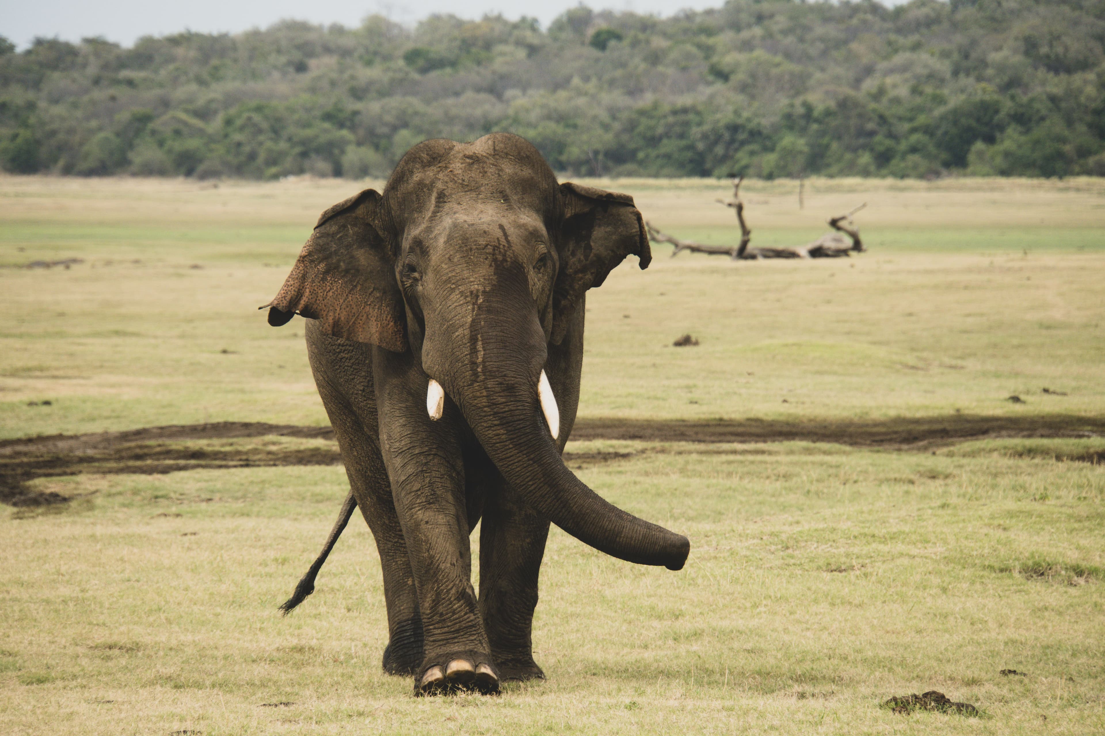 13 Days Sri Lanka Wildlife & Nature Odyssey gallery 10