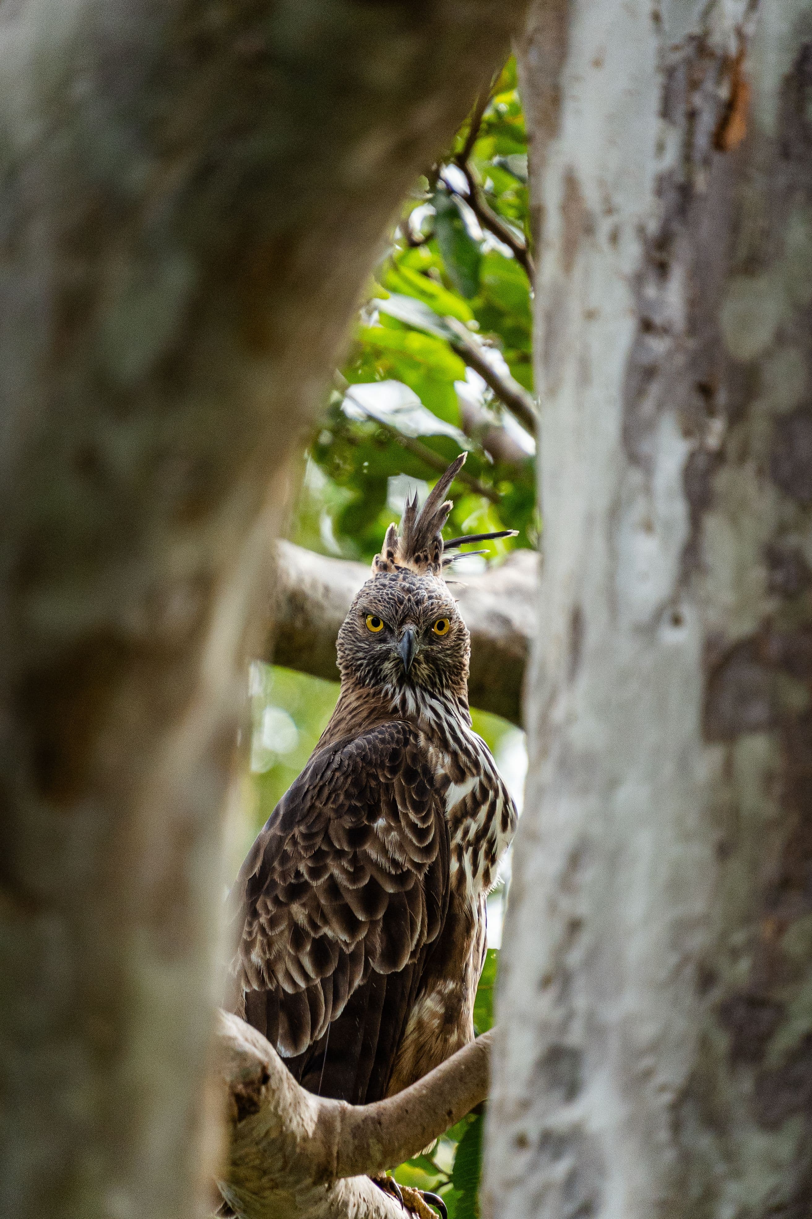 13 Days Sri Lanka Wildlife & Nature Odyssey gallery 11