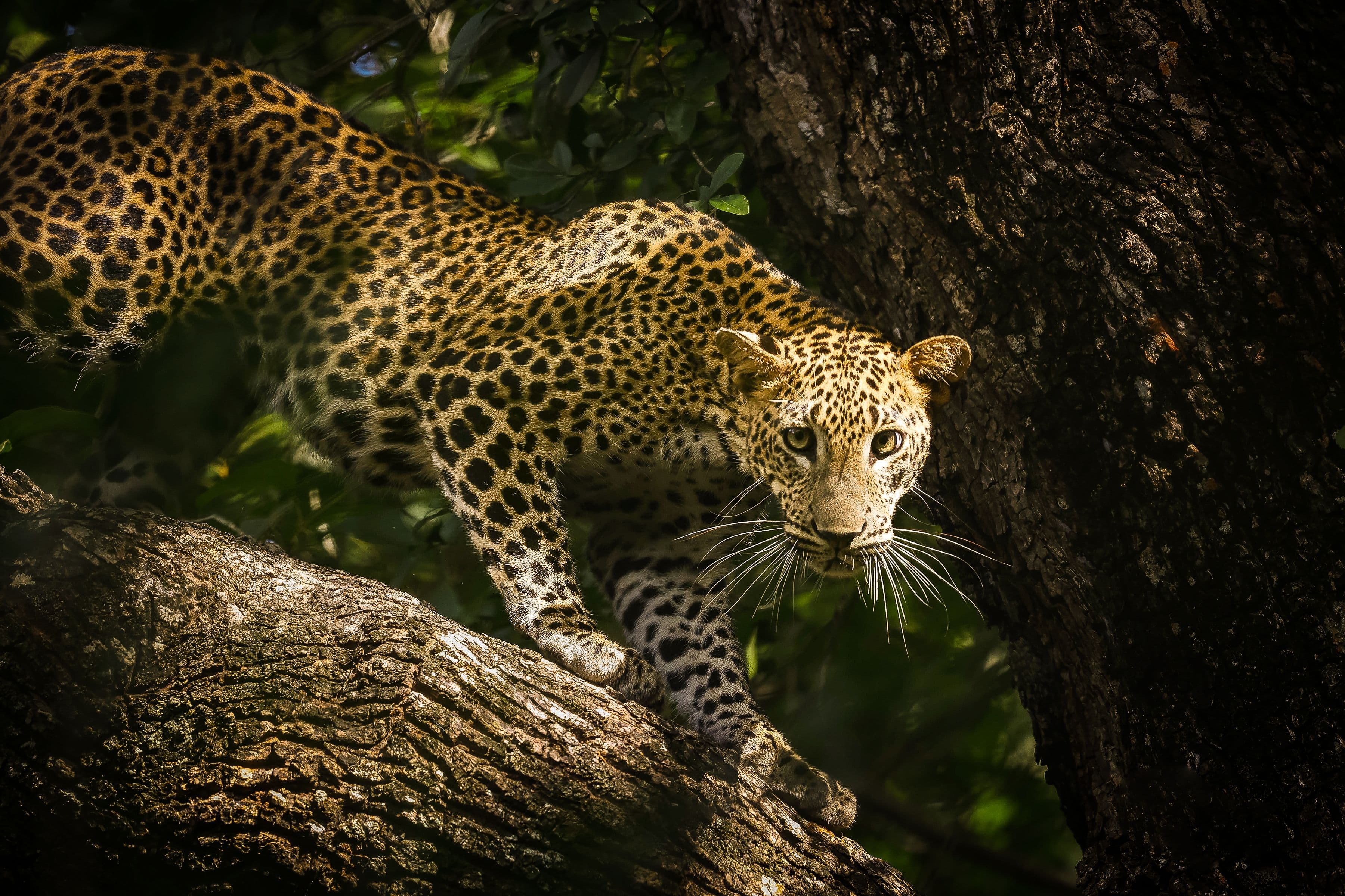 13 Days Sri Lanka Wildlife & Nature Odyssey gallery 13