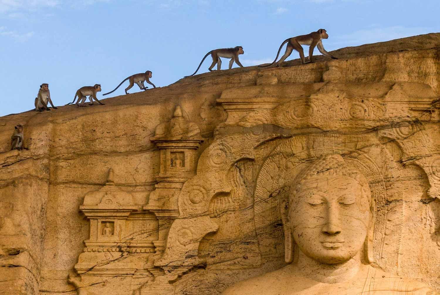 8 Days Cultural Tour of Sri Lanka gallery 5