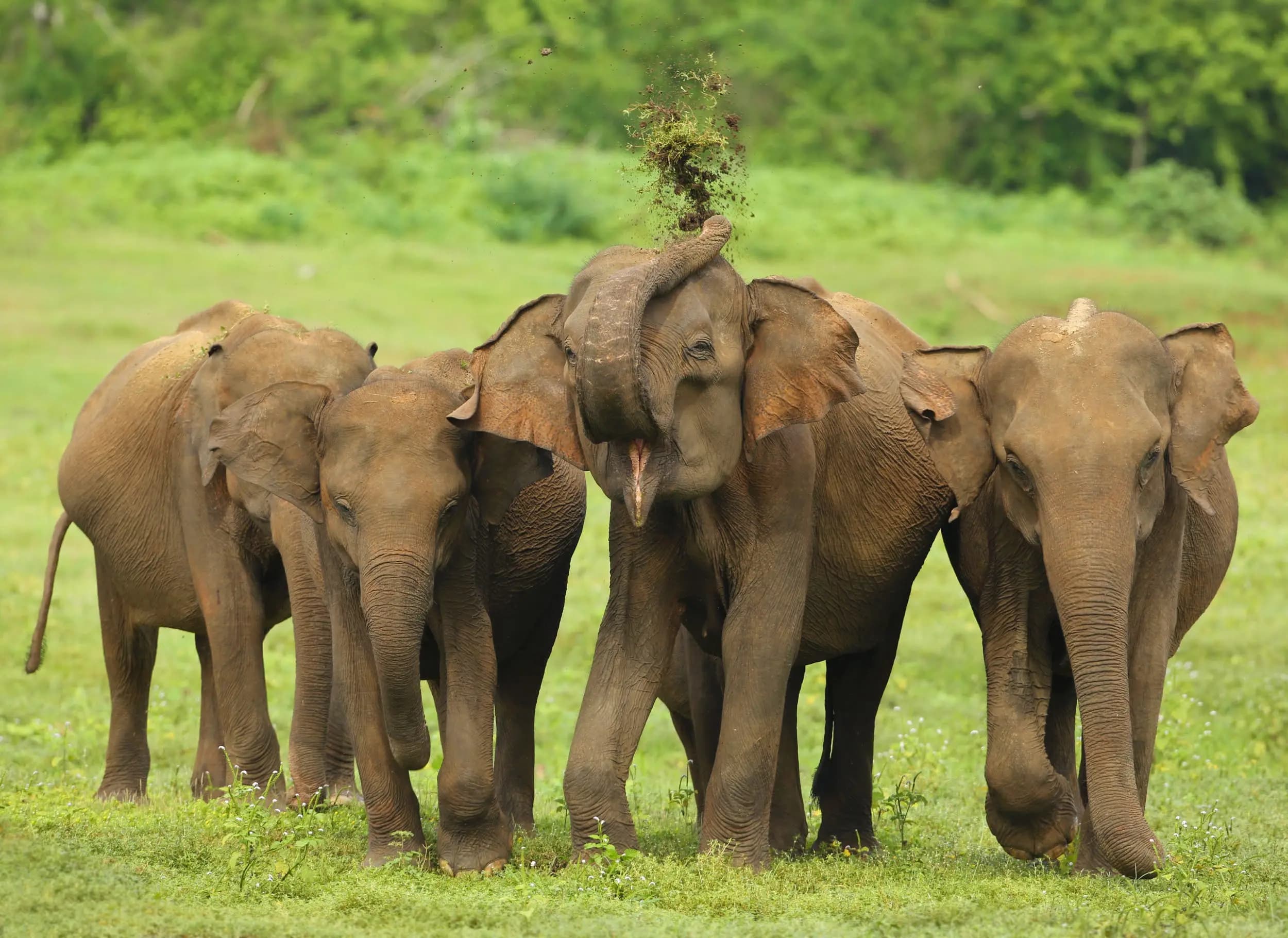 Explore Nothern Sri Lanka in 10 Days gallery 9