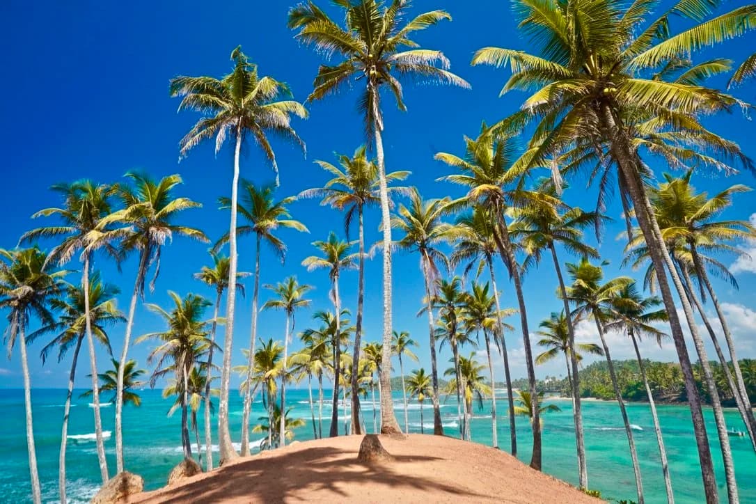 Honeymoon Getaway Sri Lanka 10 Days Tour Package gallery 12