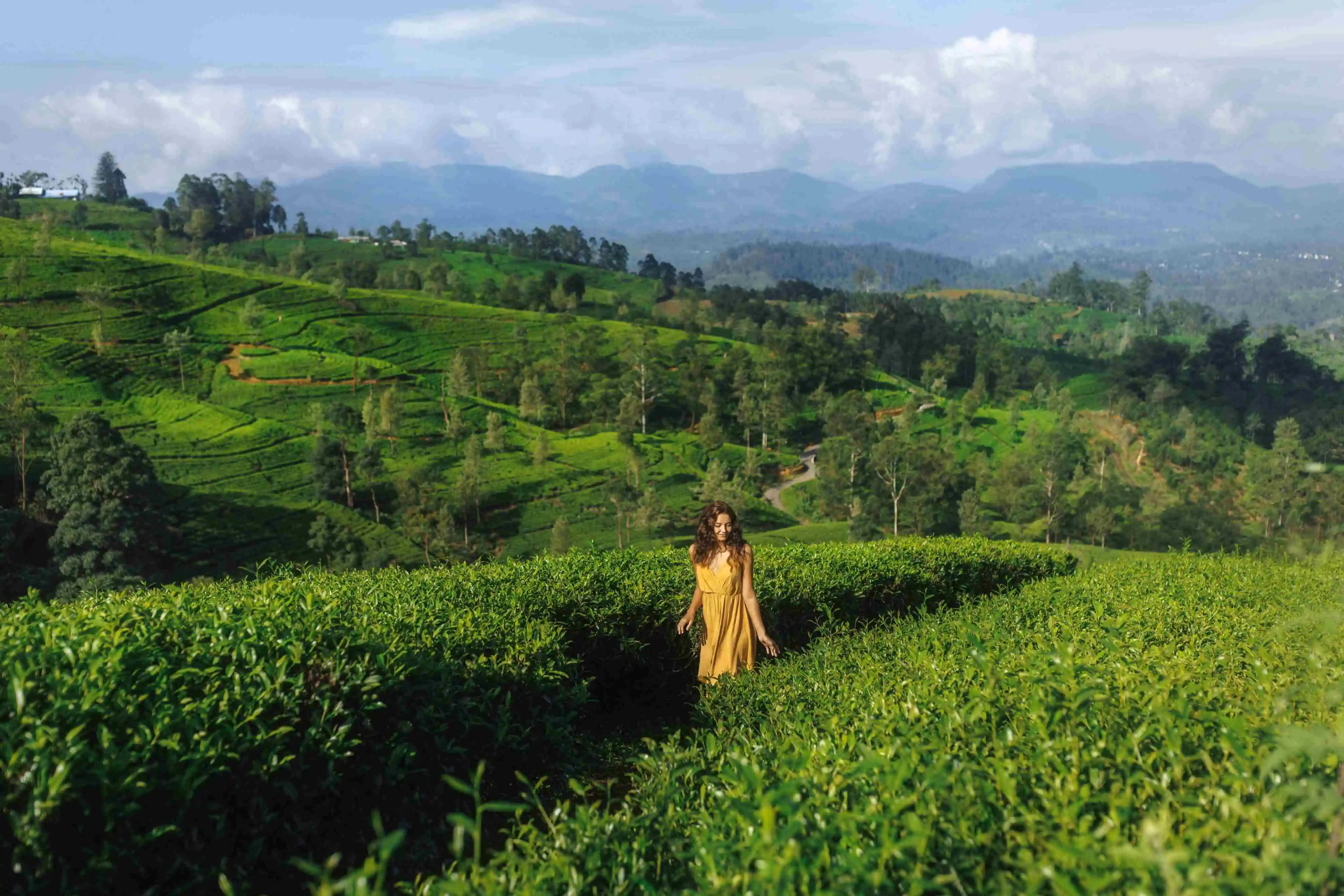 Magical Sri Lanka In 9 Days gallery 7