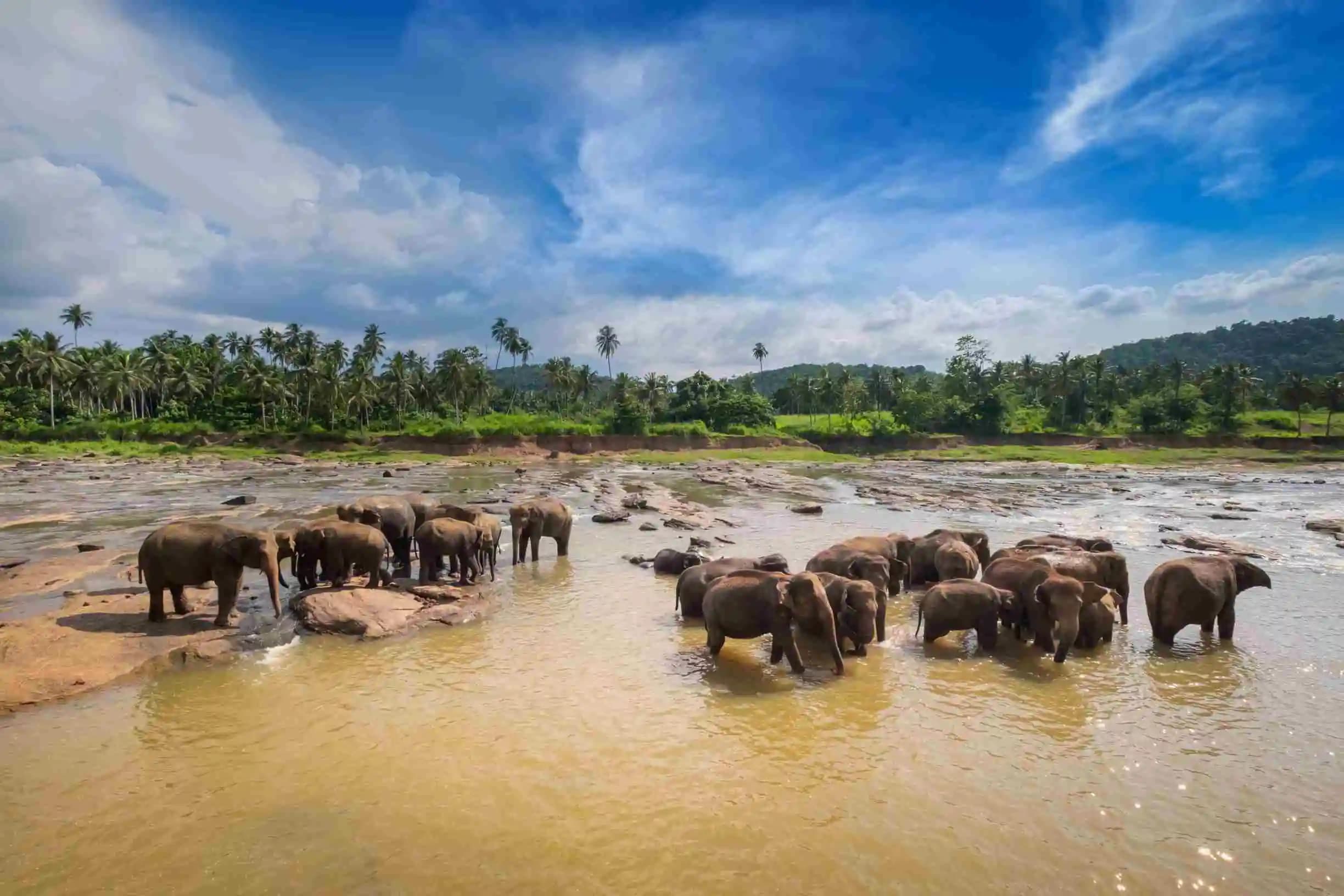 Mesmerizing Sri Lanka In 7 Days gallery 3