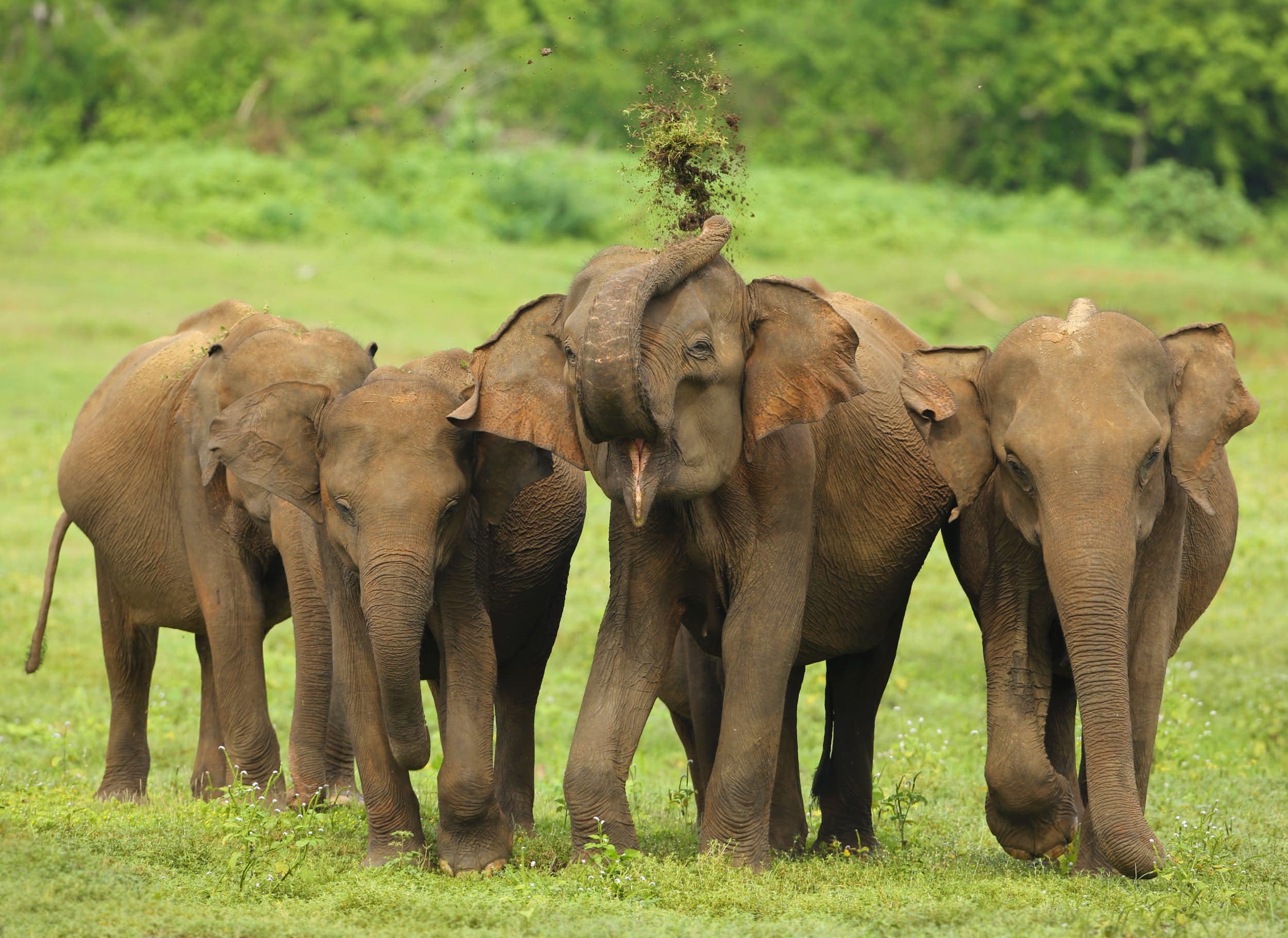 Sri Lanka East Coast Beach Escape of 10 Days gallery 3