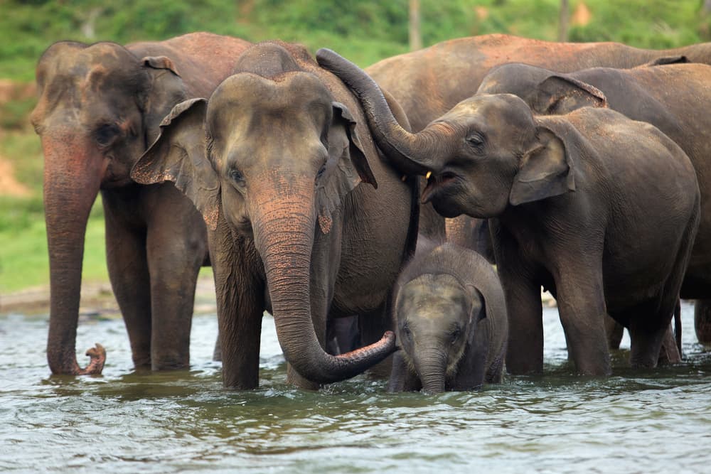 Unveil Beautiful Sri Lanka in 3 Days gallery 2